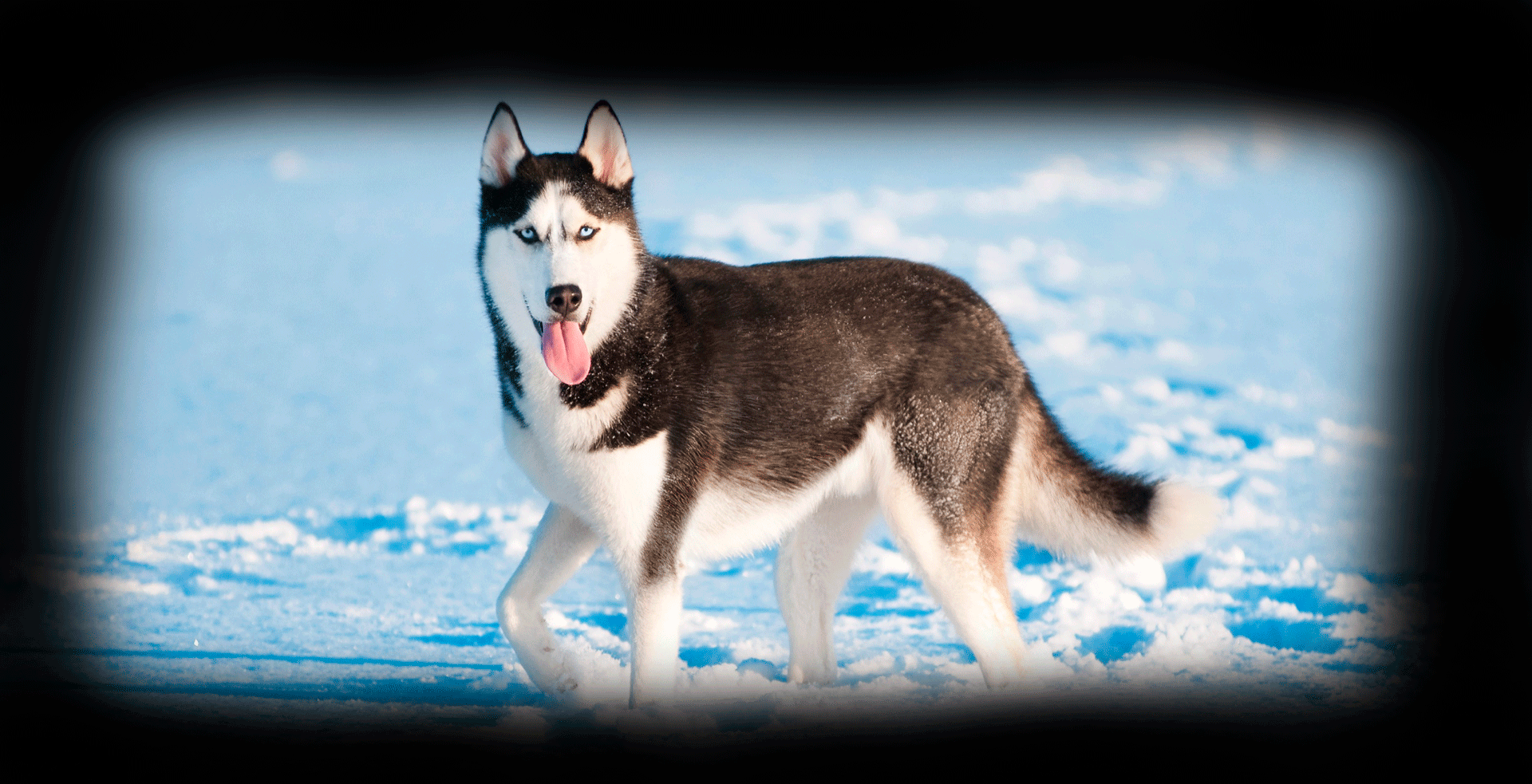 Imagem de fundo de Husky Siberiano - Poytara